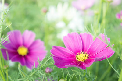 Close-up of pink flowers blooming outdoors