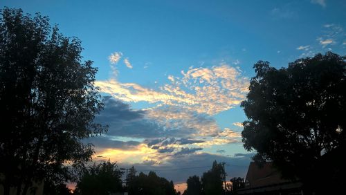 Low angle view of trees against sky