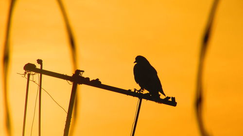 Silhouette of bird perching on railing