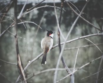 Bird perching on branch