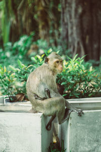 Lion sitting on tree by plants