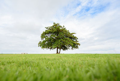 Tree on field against sky