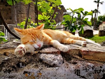 Cat sleeping in a forest