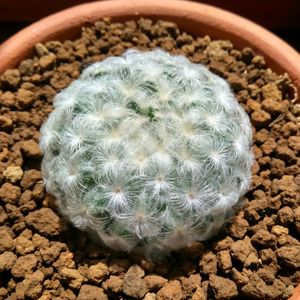 High angle view of cactus