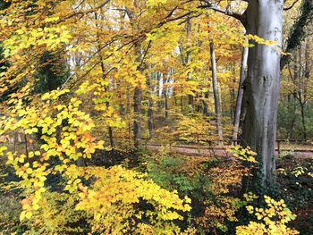 Trees in forest during autumn