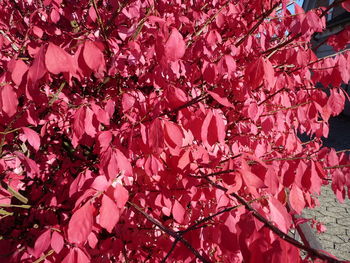 Full frame shot of red flowers