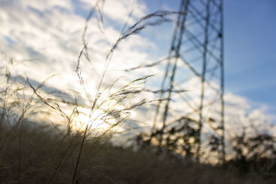 Close-up of plant against blurred background