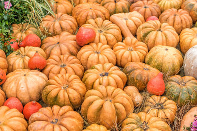 Halloween autumn decoration of pumkins. rural market concept. pumpkin background