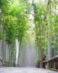 Bamboo trees in park