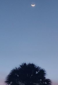 Low angle view of bird against clear blue sky