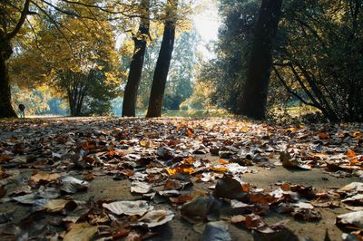 Close-up of autumn leaves against sky