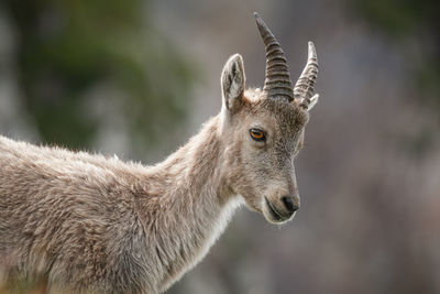 Ibex capra, haute-savoie, france