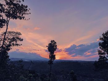 Silhouette trees on field against sky during sunset