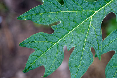 Close-up of green leaves