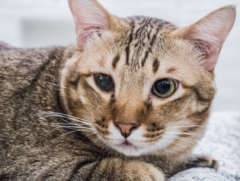 Close-up portrait of cat