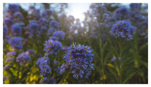 Close-up of purple flowering plant