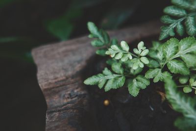 Close-up of plant