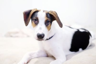 Portrait of dog sitting