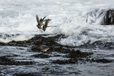 Birds flying above beach