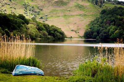 Scenic view of lake by trees in forest