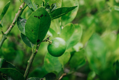 Close-up of fruit growing on tree