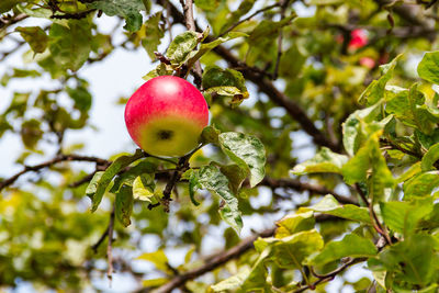 Ripe juicy red apple on branch of apple tree against the sky. leaves eaten by pests. 