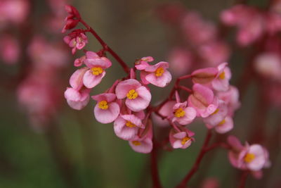 Close-up of pink flowers