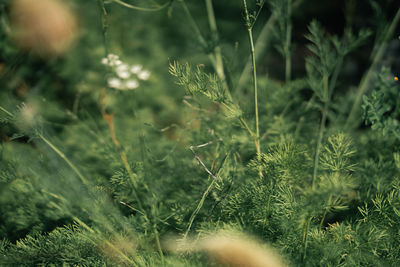 plant