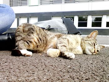 Cat sleeping on couch