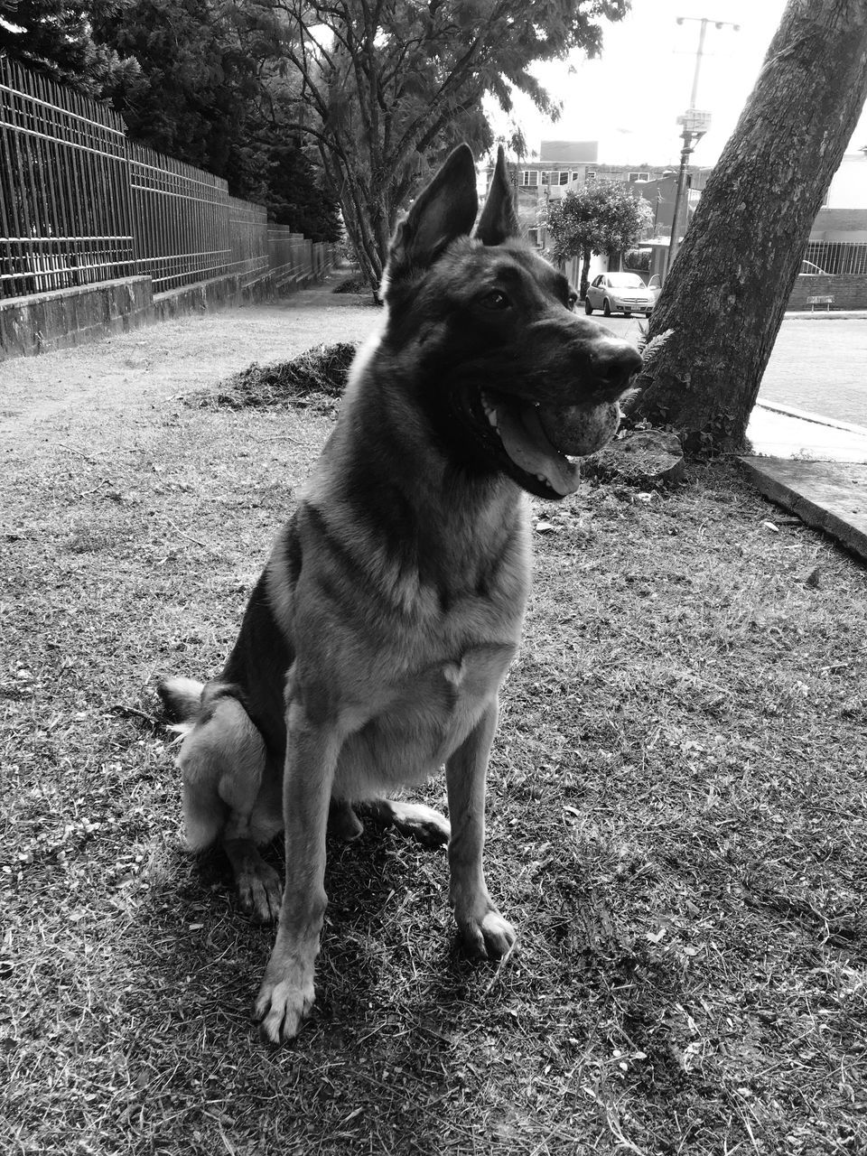 CLOSE-UP OF DOG OUTDOORS