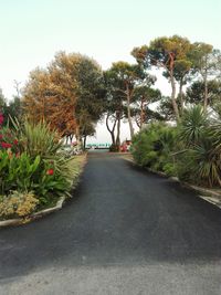 Road along trees