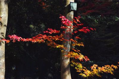 Low angle view of maple tree