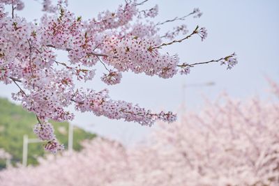 Close-up of cherry blossoms against sky