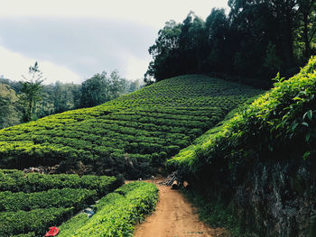 Scenic view of vineyard against trees