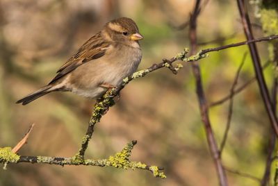 Close-up of bird perching on plant