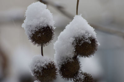 Close-up of frozen plant during winter