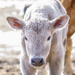 Young calf portrait 