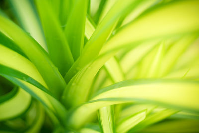 Detail shot of green leaf