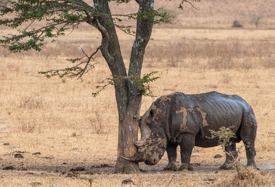 Side view of muddy rhinoceros 
