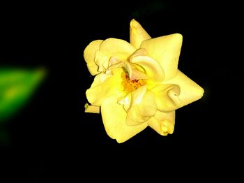 Close-up of flower over black background