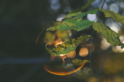 Close-up of green leaves