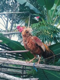 Bird perching on a tree