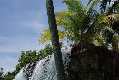 Low angle view of palm trees against sky