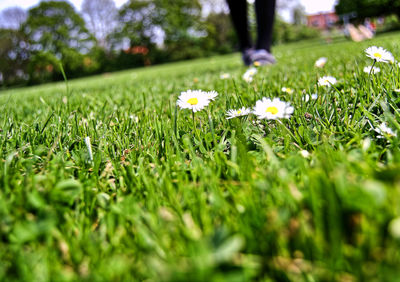 Close-up of flowers growing in field