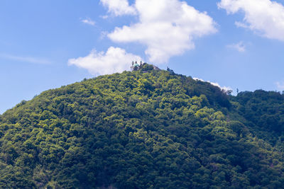 Low angle view of trees and plants against sky