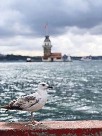 Seagull on a sea against sky