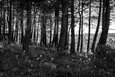 Trees in forest