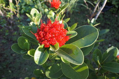 High angle view of red flowering plant