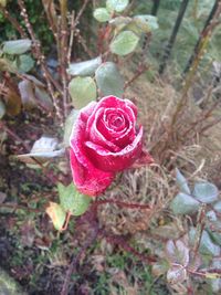 Close-up of pink rose