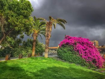 Palm trees in park against sky